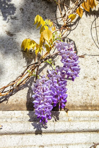 Kvetoucí wisteria — Stock fotografie