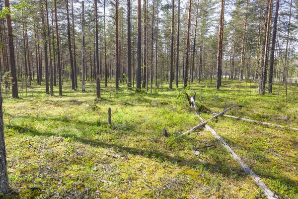 V borovém lese — Stock fotografie