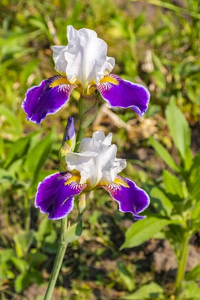 Iris or Kasatik flower — Stock Photo, Image