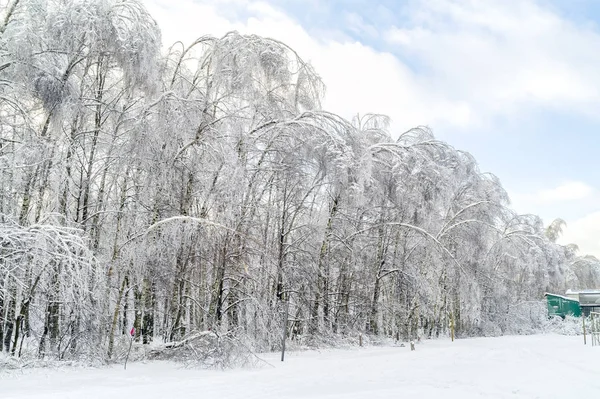 Na předměstí Moskevského města. Příměstský les — Stock fotografie