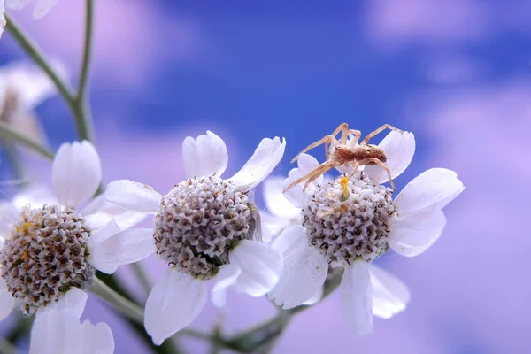 Yarrow çiçeğindeki örümcek — Stok fotoğraf