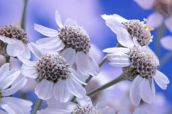 Gökyüzüne karşı Çiçek açan Yarrow — Stok fotoğraf