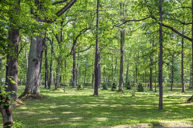 Peterhof. Nizhniy Parkı