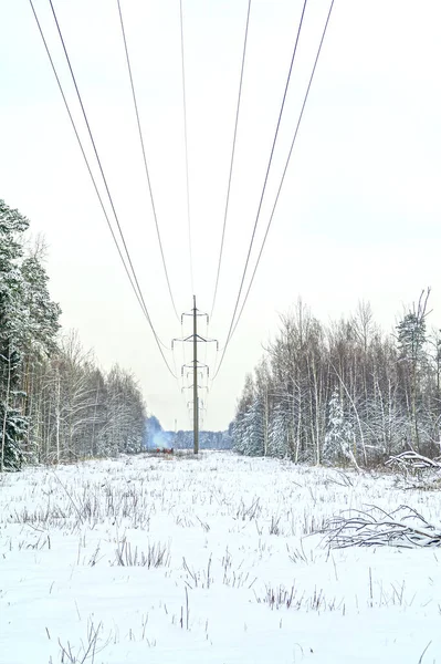 Opruimen in het winterbos — Stockfoto