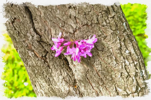 Bloeiende Judas Boom Bagryannik Cercis Canadian Het Vroege Voorjaar Olieverf — Stockfoto