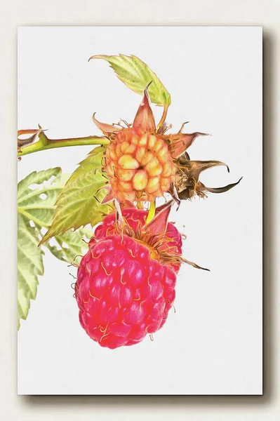 열매가 라즈베리가지 캔버스에 사진을 그림을 — 스톡 사진