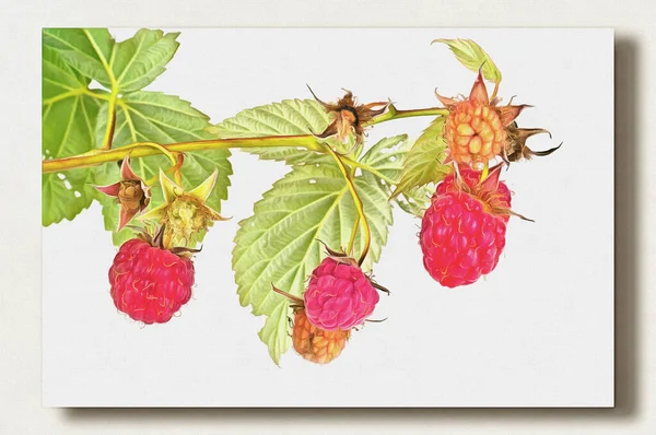 Branches Bush Raspberry Ripe Berries Oil Paint Canvas Picture Photo — Stock Photo, Image