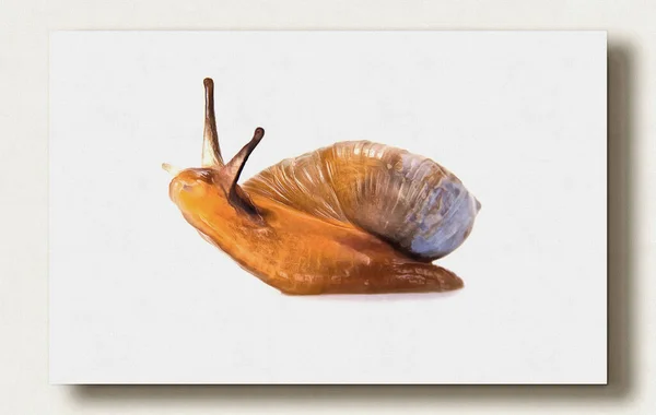 Escargot Jardin Peinture Huile Sur Toile Photo Avec Photo Imitation — Photo