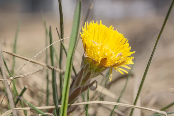 Plante Médicinale Primevère Tussilago Coltsfoot Début Printemps — Photo