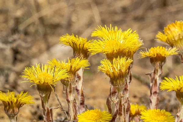 Plante Médicinale Primevère Tussilago Coltsfoot Début Printemps — Photo