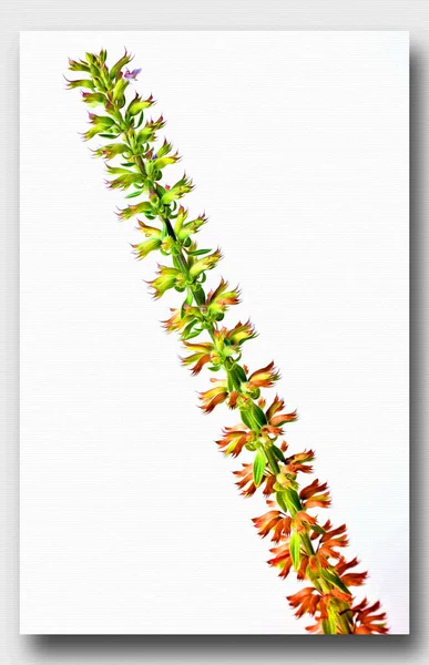 Flowering Plant Equisetum Sylvaticum Oil Paint Canvas Picture Photo Imitation — Stock Photo, Image