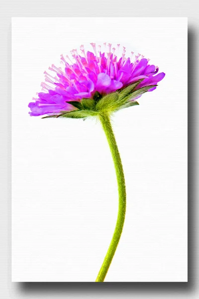 Цветущее Растение Knautia Arvensis Холст Масляная Краска Фото Фотографией Имитация — стоковое фото