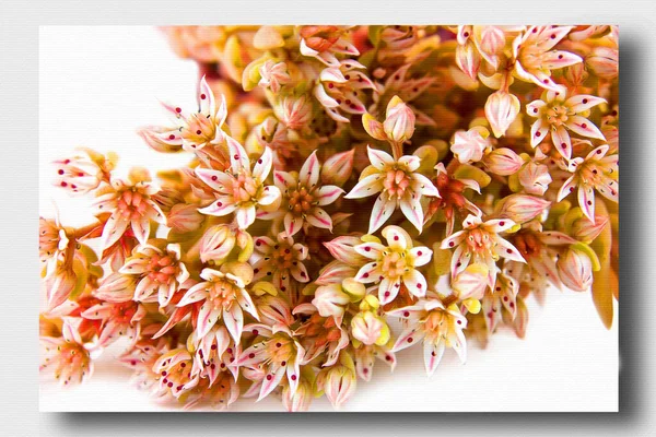 Sedum Bitkisinin Sığ Infloresanları Tuval Üzerine Yağlı Boya Fotoğraflı Resim — Stok fotoğraf