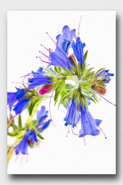 Planta Con Flores Echium Vulgare Pintura Óleo Sobre Lienzo Fotos —  Fotos de Stock