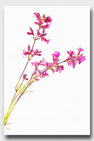 Floraison Silene Viscaria Peinture Huile Sur Toile Photo Avec Photo — Photo