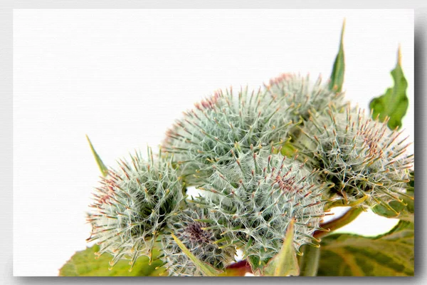 Las Inflorescencias Planta Son Bardana Grande Pintura Óleo Sobre Lienzo — Foto de Stock