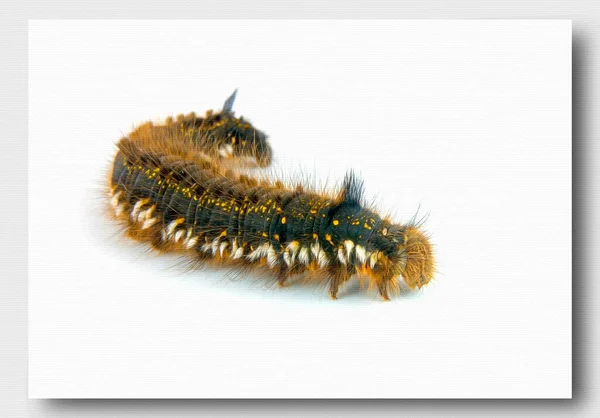 Thick Pilose Caterpillar Oil Paint Canvas Picture Photo Imitation Painting — Stock Photo, Image