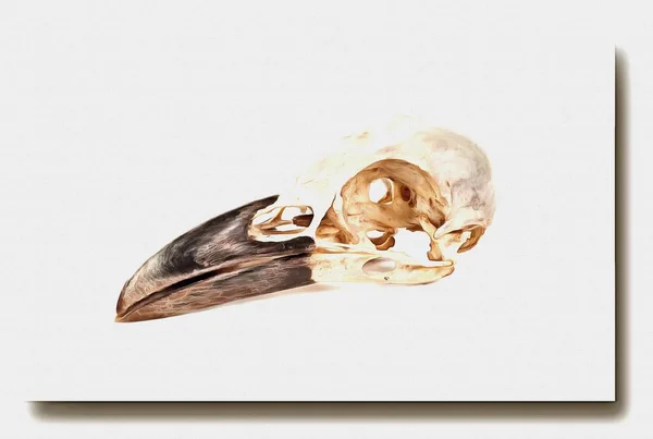 キャンバス上の油絵具 写真付きの画像 絵画の模倣 イラスト 巨大な黒いくちばしを持つ鳥の頭蓋骨 — ストック写真
