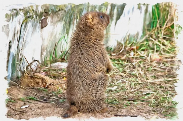 Olejomalba Plátně Obrázek Fotkou Imitace Obrazu Ilustrace Steppe Marmot — Stock fotografie