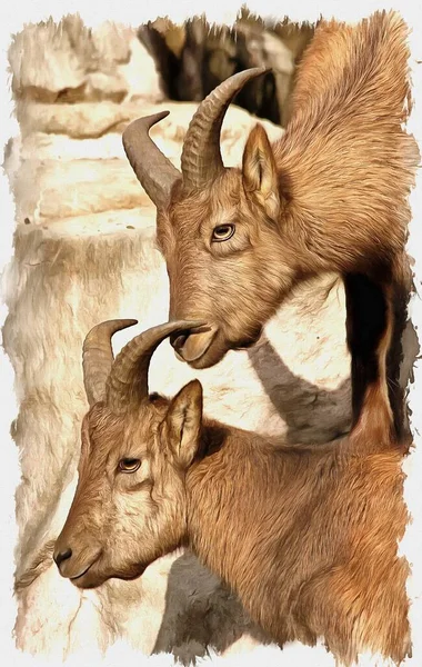 キャンバス上の油絵具 写真付きの画像 絵画の模倣 イラスト 山のヤギの角 東コーカサス トゥア — ストック写真