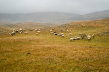 Sonbahar otlayan koyunlarla dolu otlak arazisi 