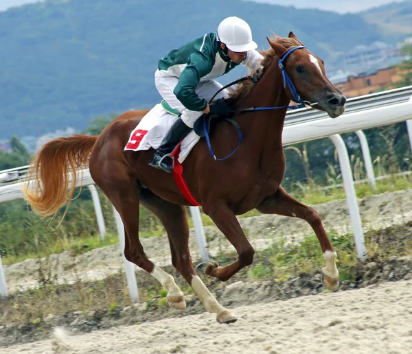 Corrida de cavalos em Pyatigorsk — Fotografia de Stock