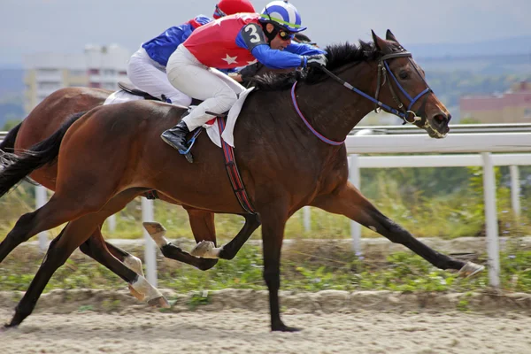 Carreras de caballos en Pyatigorsk — Foto de Stock