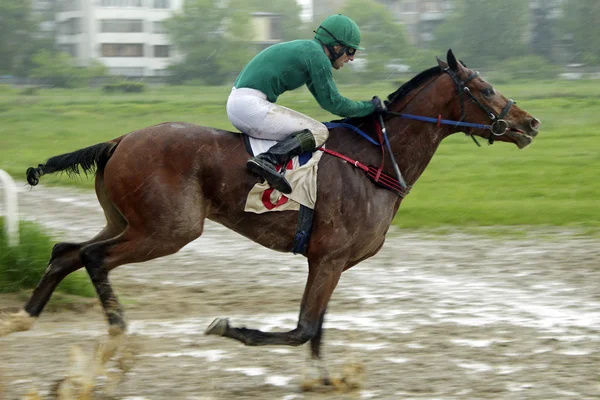 Hästkapplöpning i Nalchik — Stockfoto