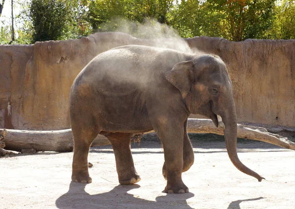 Elefant in Bewegung. — Stockfoto