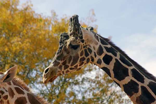 Una jirafa magestik contra un cielo azul. — Foto de Stock
