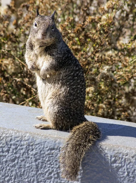 Graue Eichhörnchen in Stadt — Stockfoto
