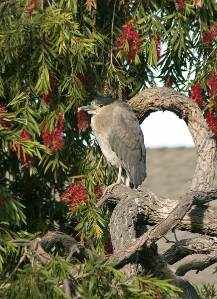 Schöner Vogel sitzt auf einem Ast — Stockfoto