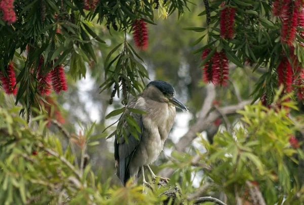 Beautiful bird sitting on a branch — Stock Photo, Image
