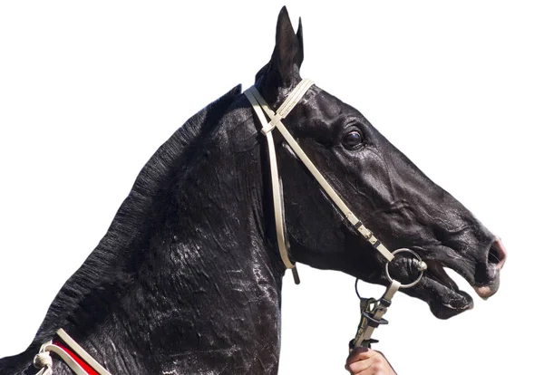 Porträtt av akhal-teke häst — Stockfoto