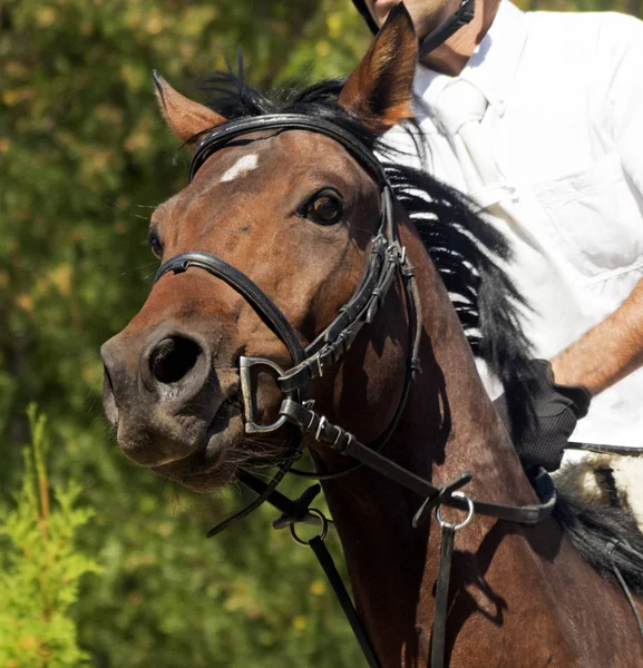 Portrait of beautiful  horse. — Stock Photo, Image