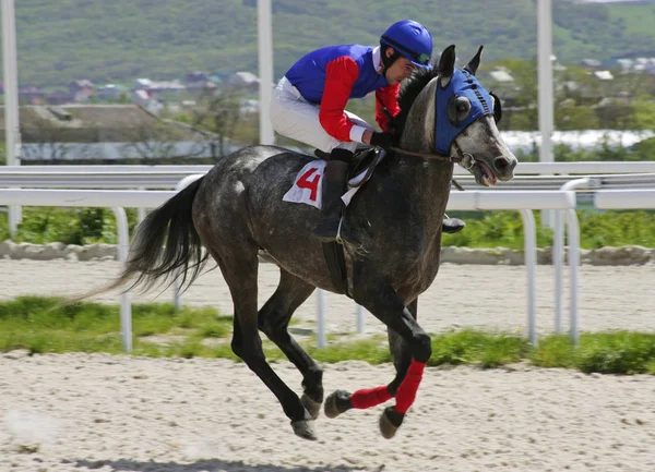 Carrera de caballos para el premio Vesenni —  Fotos de Stock