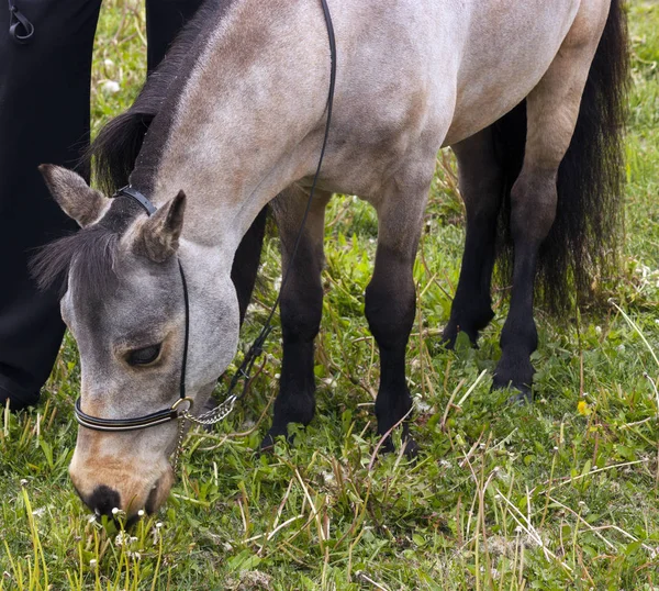 Миниатюрные лошади на лугу — стоковое фото