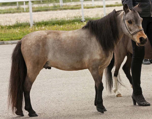 Miniaturní šedý kůň — Stock fotografie