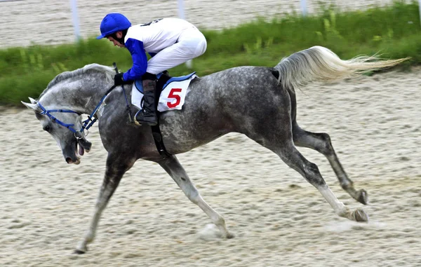 Antes de carreras de caballos — Foto de Stock