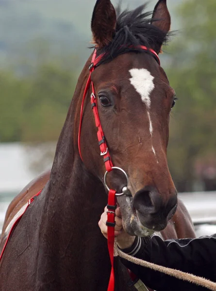 Портрет коричневого коня — стокове фото