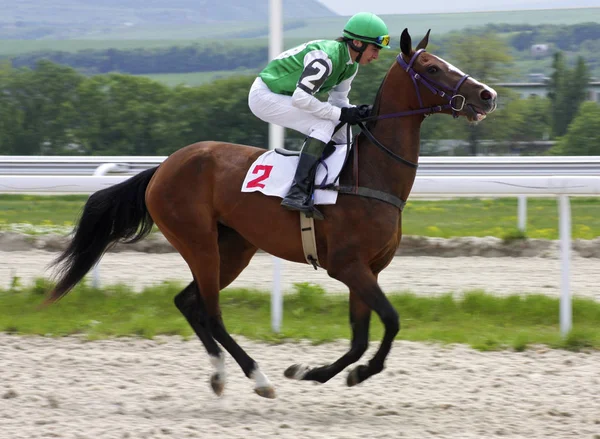 Carrera de caballos en Pyatigorsk —  Fotos de Stock