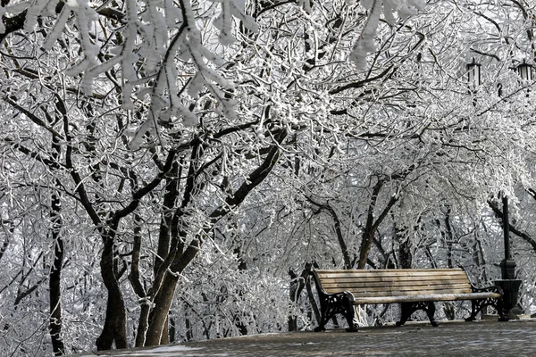 No parque de inverno . — Fotografia de Stock