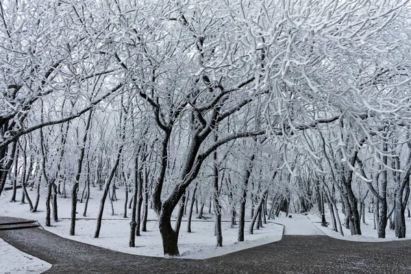In winter park. — Stockfoto