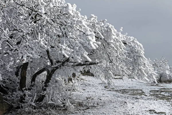 Beautiful snowy branch — Stock Photo, Image