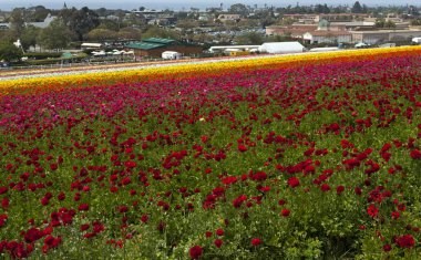 satır renkli çiçekler