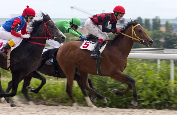 Hästkapplöpning i Pyatigorsk — Stockfoto