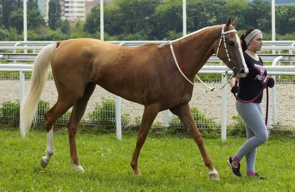 Antes da corrida de cavalos — Fotografia de Stock