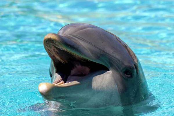 Дельфин, выглядывал из голубой воды — стоковое фото