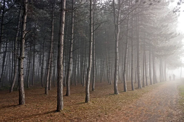 Autumn forest in Pyatigorsk. — Stock Photo, Image