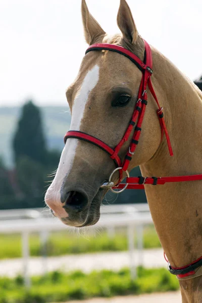 Retrato cavalo akhal-teke — Fotografia de Stock